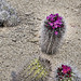 Eriosyce subgibbosa – Desert Botanical Garden, Papago Park, Phoenix, Arizona