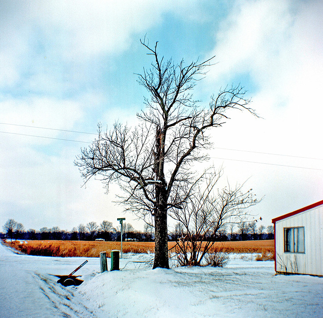 Tree At The Edge Of Town