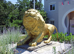 Lion at Casa Basso, July 2011