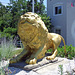 Lion at Casa Basso, July 2011