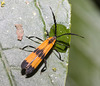 IMG 8192 Beetle