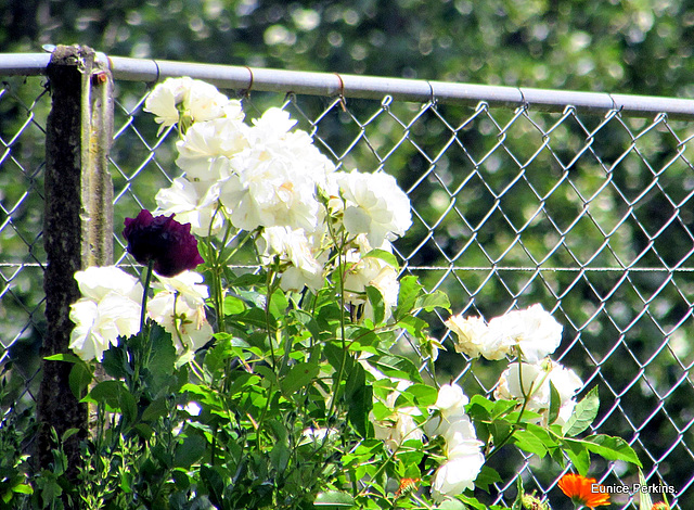 Roses on a Fence.