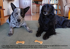 Waiting for Treats ! Flicka & Lucas 25-1-15 ~  'Care'