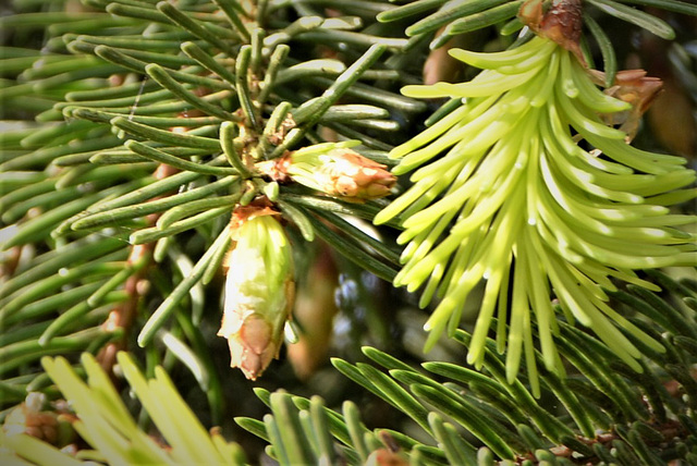 Spruce-spring growth