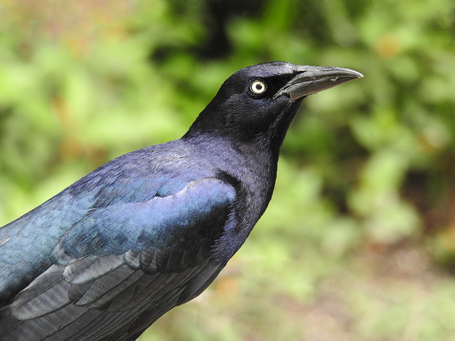 Day 6, Great-tailed Grackle male / Quiscalus mexicanus