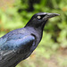 Day 6, Great-tailed Grackle male / Quiscalus mexicanus