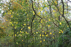 Gelb grünes Blattwerk