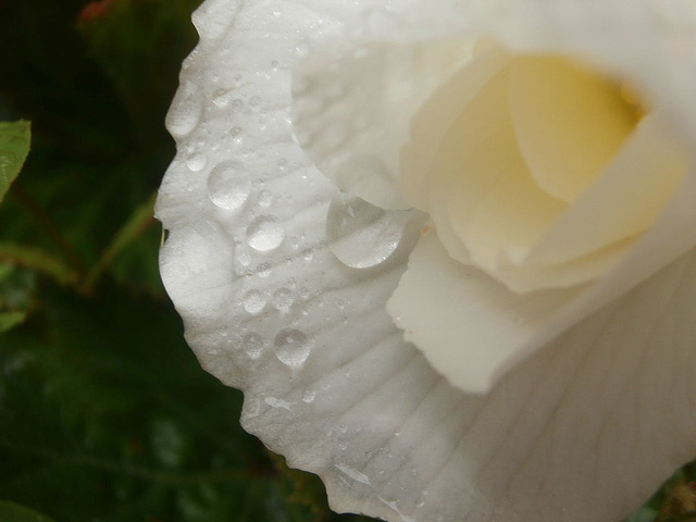 Just love the droplets off the white begonia