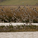 Birds rising from the main scrape at Burton Mere