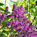 Yet another purple lilac