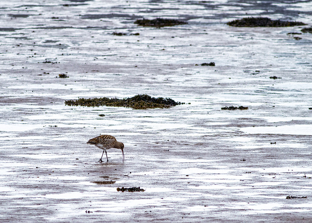 Two Years Ago Today, Curlew
