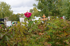 September rosehip