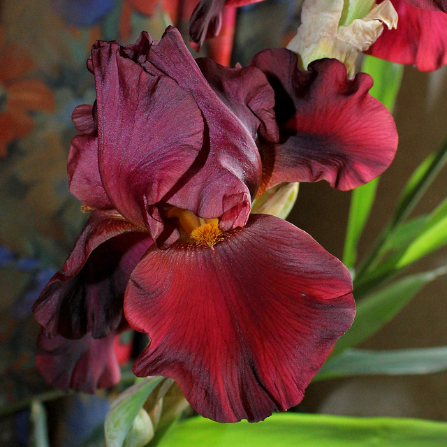Iris cuivre rouge NOID
