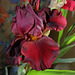 Iris cuivre rouge NOID