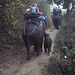 Chiang Mai- Elephant Camp
