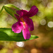 Pink Monkeyflower / Mimulus lewisii