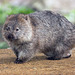 Mon petit Wombat