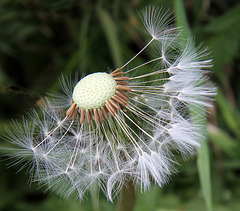 Dandelion seedhead