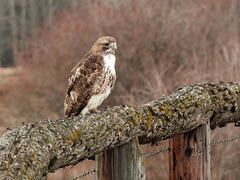 Rough-legged Hawk / Buteo lagopus