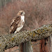 Rough-legged Hawk / Buteo lagopus
