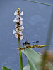 Common pondhawk dragonfly and Pontederia flowers