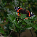 Red Admiral on Hawthorn