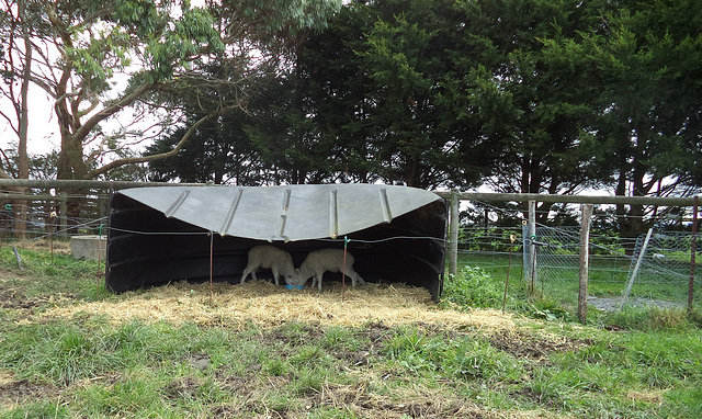 lambs in their paddock shelter