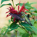 Hummingbird.   6276669