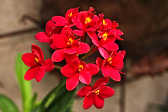 Orchideen (3 PicinPic)