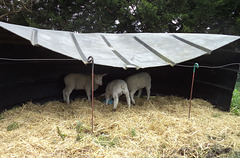 lambs in their paddock shelter