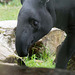 Tapir (1)