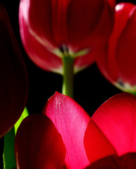 tip toe through the tulips....