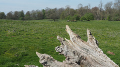 Just the remains of an old tree in a field
