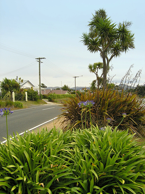 NZ cabbage tree beside the road