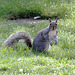 EOS 6D Peter Harriman 09 47 50 0815 Squirrel dpp