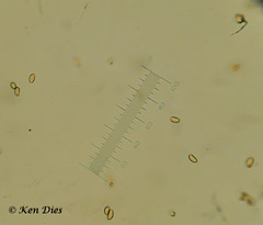 Spores of Inocybe geophylla