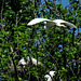 Great Egret in a Rookery