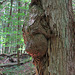 IMG 5817-001-Treehugger Burl