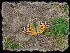 Painted Lady   /   Aug 2019