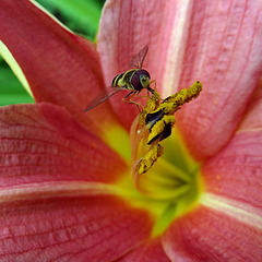 SC hoverfly on day lily