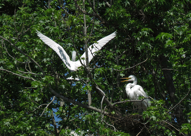 Ergerts in a Rookery