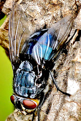 Blow-Fly, Bluebottle. Calliphora vomitoria