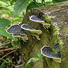 Fungi seen on the Oilbird hike, Trinidad