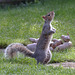 EOS 6D Peter Harriman 09 47 30 0791 Squirrel dpp