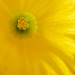Daffodil Abstract