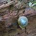 IMG 5819-001-Snail