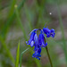 Bluebell time at Burton Mere wetlands