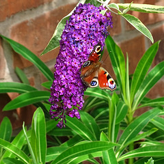sc Peacock butterfly on Buddleia
