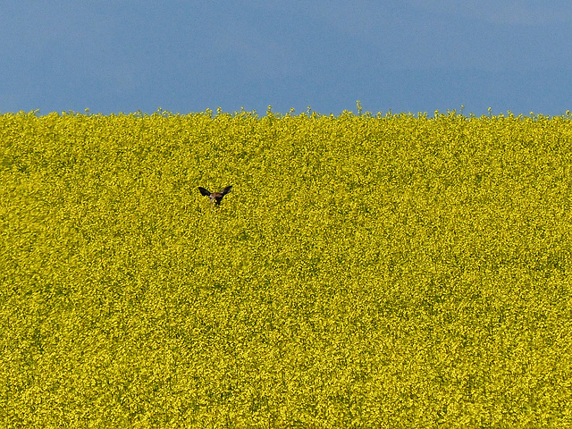 Hiding in the Canola field
