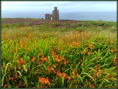 Wheal Coates, for Pam.